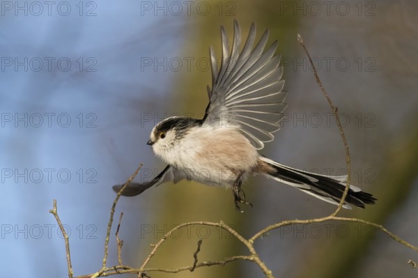 A long-tailed tit (Aegithalos caudatus) in flight against a blue sky background, Hesse, Germany