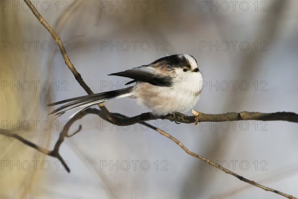 A long-tailed tit (Aegithalos caudatus) sitting on a branch in wintry surroundings, Hesse, Germany