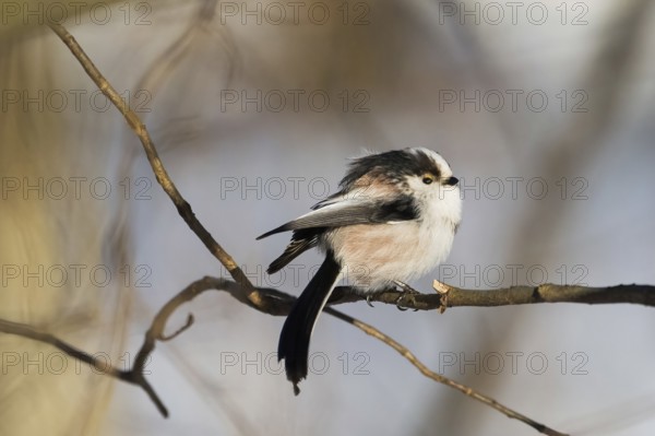 A long-tailed tit (Aegithalos caudatus) sitting on a bare branch in winter, Hesse, Germany