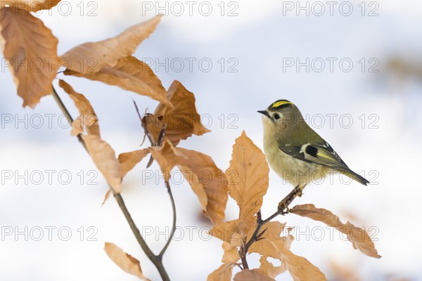 A goldcrest (Regulus regulus) sitting on a branch with dry leaves in winter, Hesse, Germany