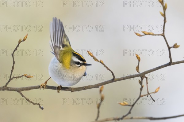 A goldcrest (Regulus regulus) taking off from a branch with fresh buds, Hesse, Germany