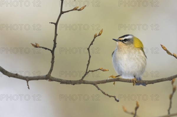 A goldcrest (Regulus regulus) sitting on a branch with fresh buds against a blurred background, Hesse, Germany