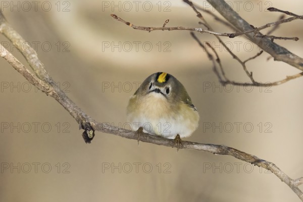 A goldcrest (Regulus regulus) sits curiously on a thin branch in a wintry landscape, Hesse, Germany