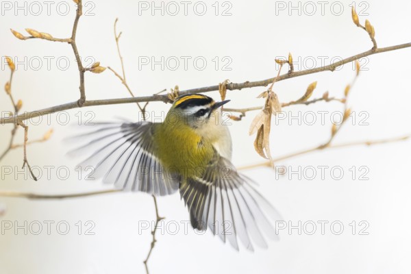 A goldcrest (Regulus regulus) in flight on a thin branch, Hesse, Germany
