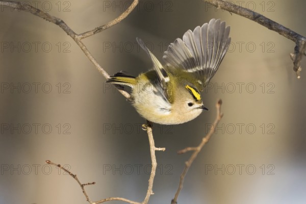 A goldcrest (Regulus regulus) flies with outstretched wings from a branch in a quiet winter landscape, Hesse, Germany