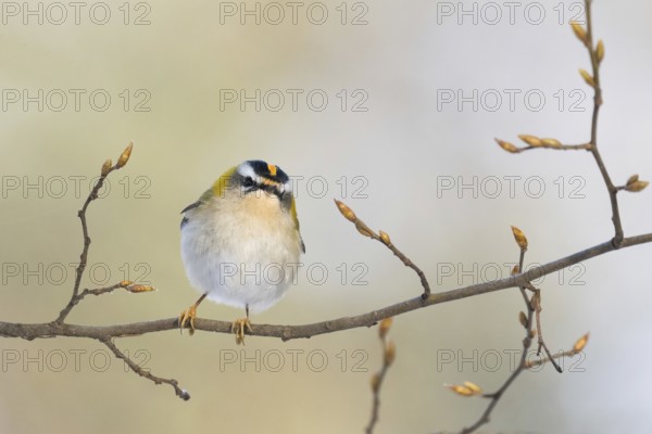 A goldcrest (Regulus regulus) sits on a delicate branch with fresh buds in a spring-like atmosphere, Hesse, Germany