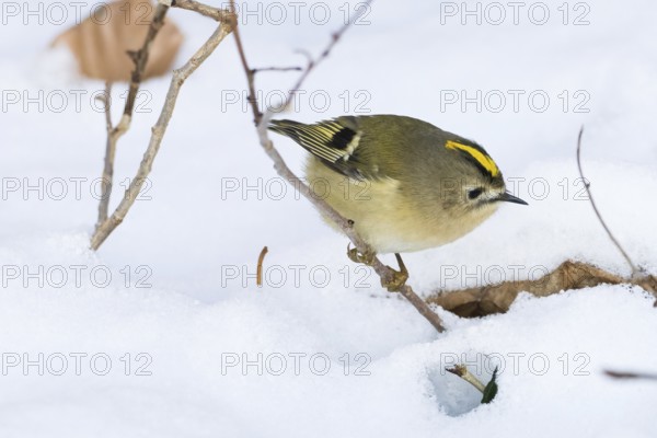 A goldcrest (Regulus regulus) moves in the snow and searches curiously for food in a wintry scene, Hesse, Germany