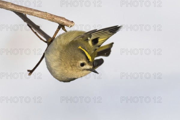 A goldcrest (Regulus regulus) hanging upside down on a branch against a light-coloured background, Hesse, Germany