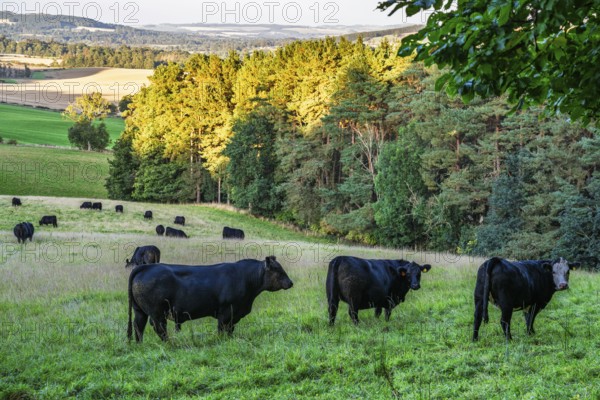Bulls and Cows on Scottish Borders Farms, Scotland, UK