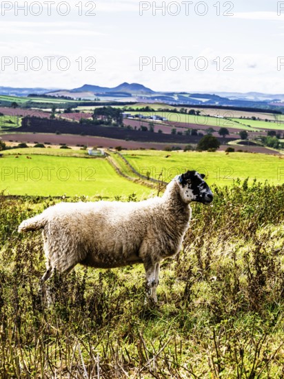 Sheeps, Scotish fields and farms, Southeast Scotland, UK