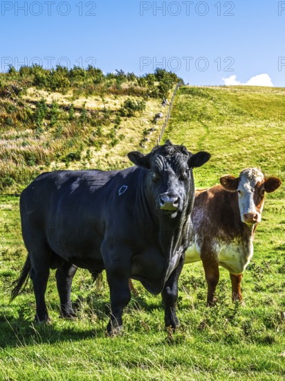 Bulls and Cows on Scottish Borders Farms, Scotland, UK