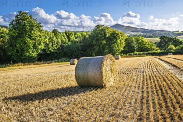 Straw bales in the Scottish fields, Southeast Scotland, UK