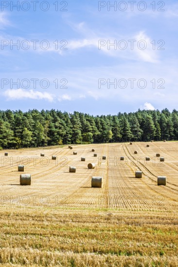 Straw bales in the Scottish fields, Southeast Scotland, UK