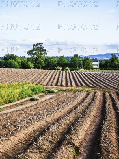 Scottish fields and farms, Southeast Scotland, UK