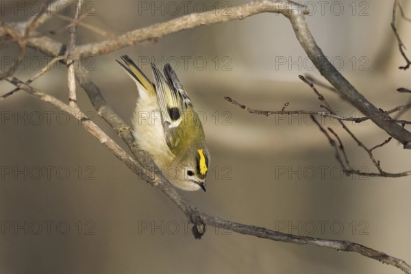 A goldcrest (Regulus regulus) shows acrobatic skills on a branch in a wintry environment, Hesse, Germany