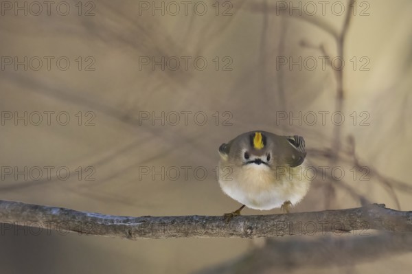 A goldcrest (Regulus regulus) on a branch looks attentively into the camera in a quiet forest environment, Hesse, Germany