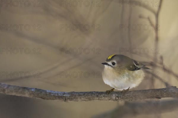 A goldcrest (Regulus regulus) sits quietly on a branch in a wintry atmosphere