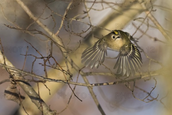 A goldcrest (Regulus regulus) flies among branches in a wintry forest landscape