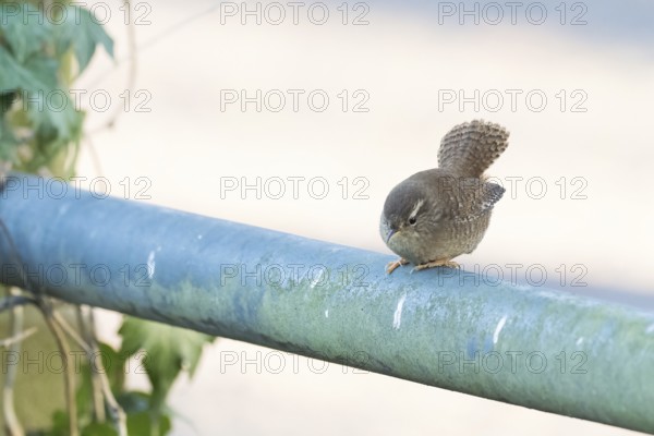 A wren (Troglodytes troglodytes) sitting on a railing, Hesse, Germany
