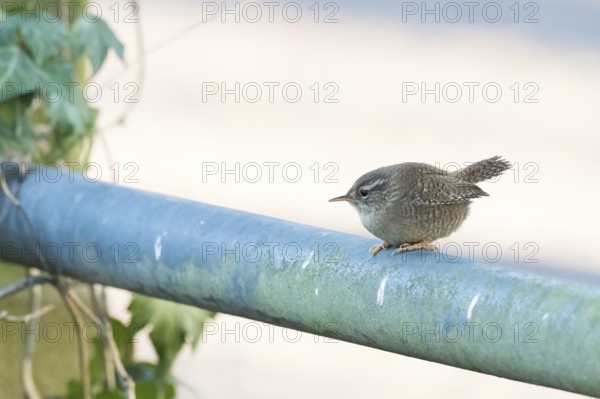 A wren sits quietly on a railing, Hesse, Germany