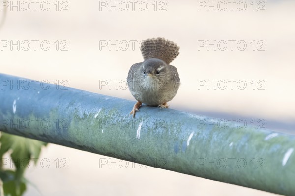 A wren sitting on a railing, frontal view, Hesse, Germany