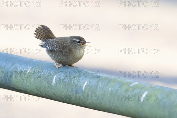 A wren (Troglodytes troglodytes) sits on a railing and sings, Hesse, Germany