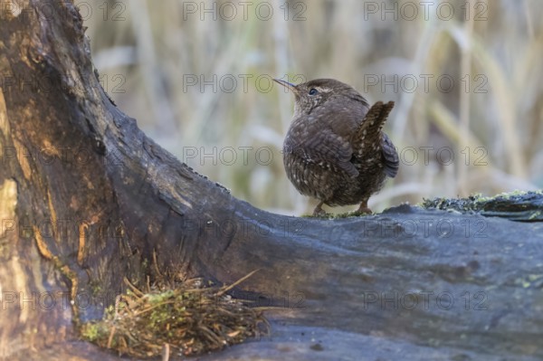 A wren (Troglodytes troglodytes) on a tree trunk in a natural environment, Hesse, Germany