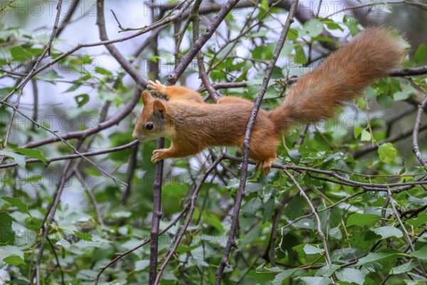Eurasian squirrel (Sciurus vulgaris), squirrel actively climbing through a network of branches in the green forest, Kaamanen, Lapland, Finland