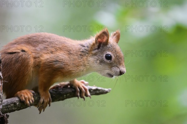 Eurasian squirrel (Sciurus vulgaris), Focussed squirrel sitting on a branch with green background, Kaamanen, Lapland, Finland