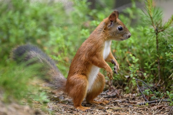 Eurasian squirrel (Sciurus vulgaris), squirrel standing vigilantly in the green undergrowth, Kaamanen, Lapland, Finland