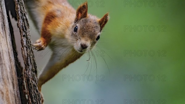 Eurasian squirrel (Sciurus vulgaris), squirrel curiously climbing a tree trunk with blurred green in the background, Kaamanen, Lapland, Finland