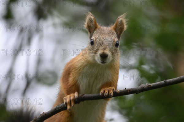 Eurasian squirrel (Sciurus vulgaris) Squirrel sitting attentively on a branch in a green environment, Kaamanen, Lapland, Finland
