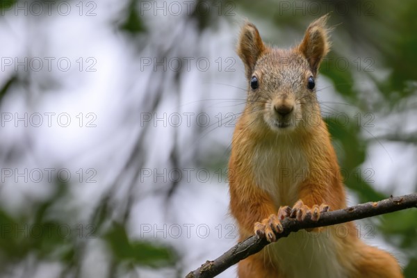 Eurasian squirrel (Sciurus vulgaris), squirrel looking curiously from a branch in a green natural environment, Kaamanen, Lapland, Finland