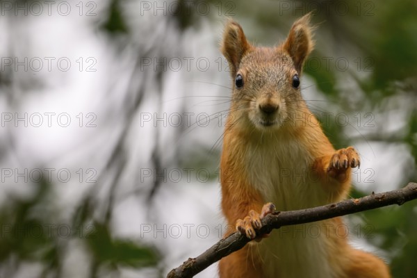 Eurasian squirrel (Sciurus vulgaris), watchful squirrel on a branch in the green forest, Kaamanen, Lapland, Finland