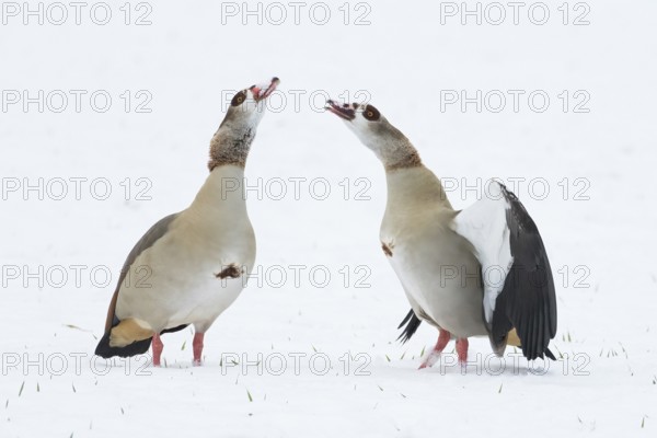 Two Nile Geese (Alopochen aegyptiacus) facing each other on snow-covered ground, mating ritual, Hesse, Germany