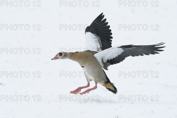 Egyptian goose (Alopochen aegyptiacus) landing with outstretched wings on snow-covered ground, Hesse, Germany