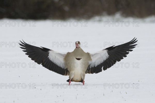 Egyptian goose (Alopochen aegyptiacus) landing on snow-covered ground with wings spread wide, Hesse, Germany