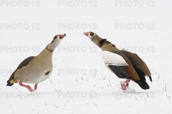 Two Nile Geese (Alopochen aegyptiacus) interacting on snow-covered ground, mating ritual, Hesse, Germany