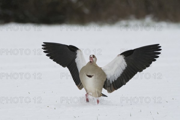 Egyptian goose (Alopochen aegyptiacus) running with outstretched wings over snow-covered ground, Hesse, Germany
