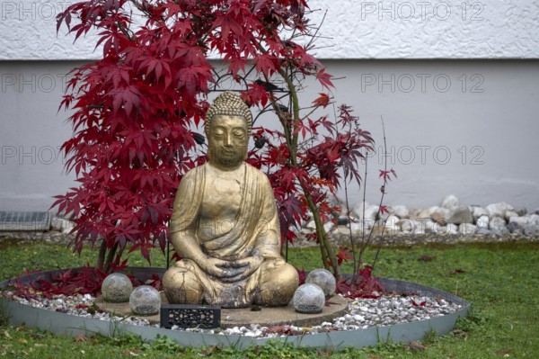 Gold-colored Buddha figure in a front garden, Franconia, Bavaria, Germany