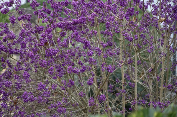 Beauty fruit, love pearl bush (Callicarpa bodinieri, Franconia, Bavaria, Germany
