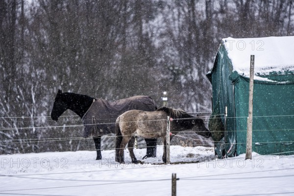 Horses in a paddock, snowy in winter, snowfall, in Elfringhauser Switzerland, near Sprockhövel, North Rhine-Westphalia, Germany