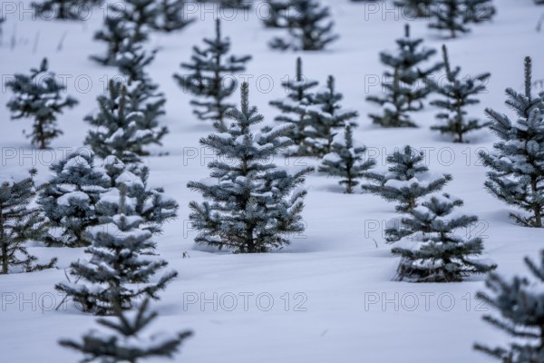Nursery, Christmas trees, blue firs, still young plants, in a row, in winter, near Oberelfringhausen in Elfringhauser Switzerland, near Hattingen, North Rhine-Westphalia, Germany