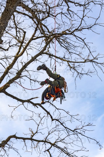 Detroit, Michigan - Members of the Detroit Arborist Collective trim dead branches from a burr oak tree. They also checked for the presence of oak wilt disease