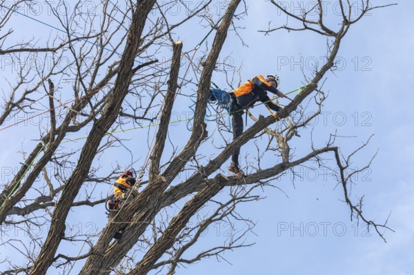 Detroit, Michigan - Members of the Detroit Arborist Collective trim dead branches from a burr oak tree. They also checked for the presence of oak wilt disease