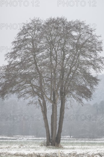 Black alder (Alnus glutinosa) in a snowy, foggy landscape, Emsland, Lower Saxony, Germany