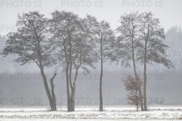 Black alder (Alnus glutinosa) in a snowy, foggy landscape, Emsland, Lower Saxony, Germany