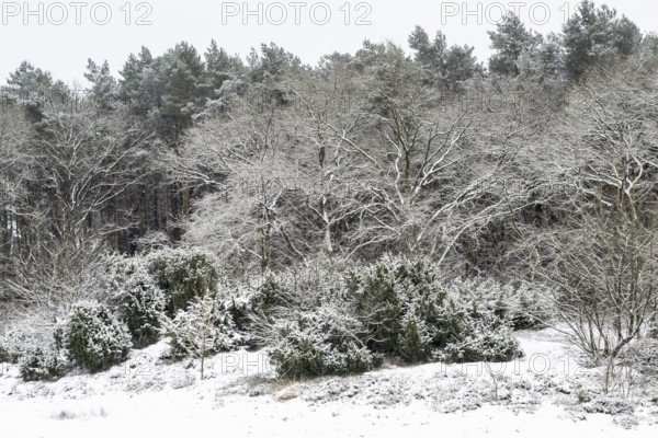 Forest edge with English oaks (Quercus robur) and pines (Pinus sylvestris) in the snow, Emsland, Lower Saxony, Germany