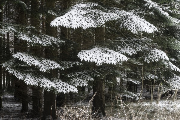 Snow-covered spruce (Picea abies), Emsland, Lower Saxony, German