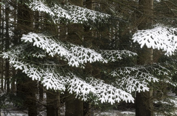 Snow-covered spruce (Picea abies), Emsland, Lower Saxony, Germany